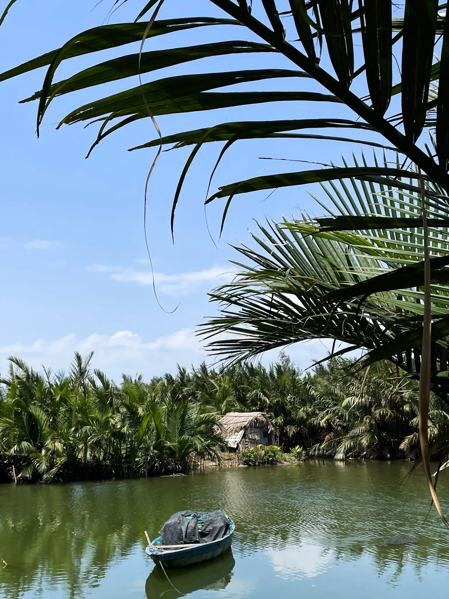 Coconut forest