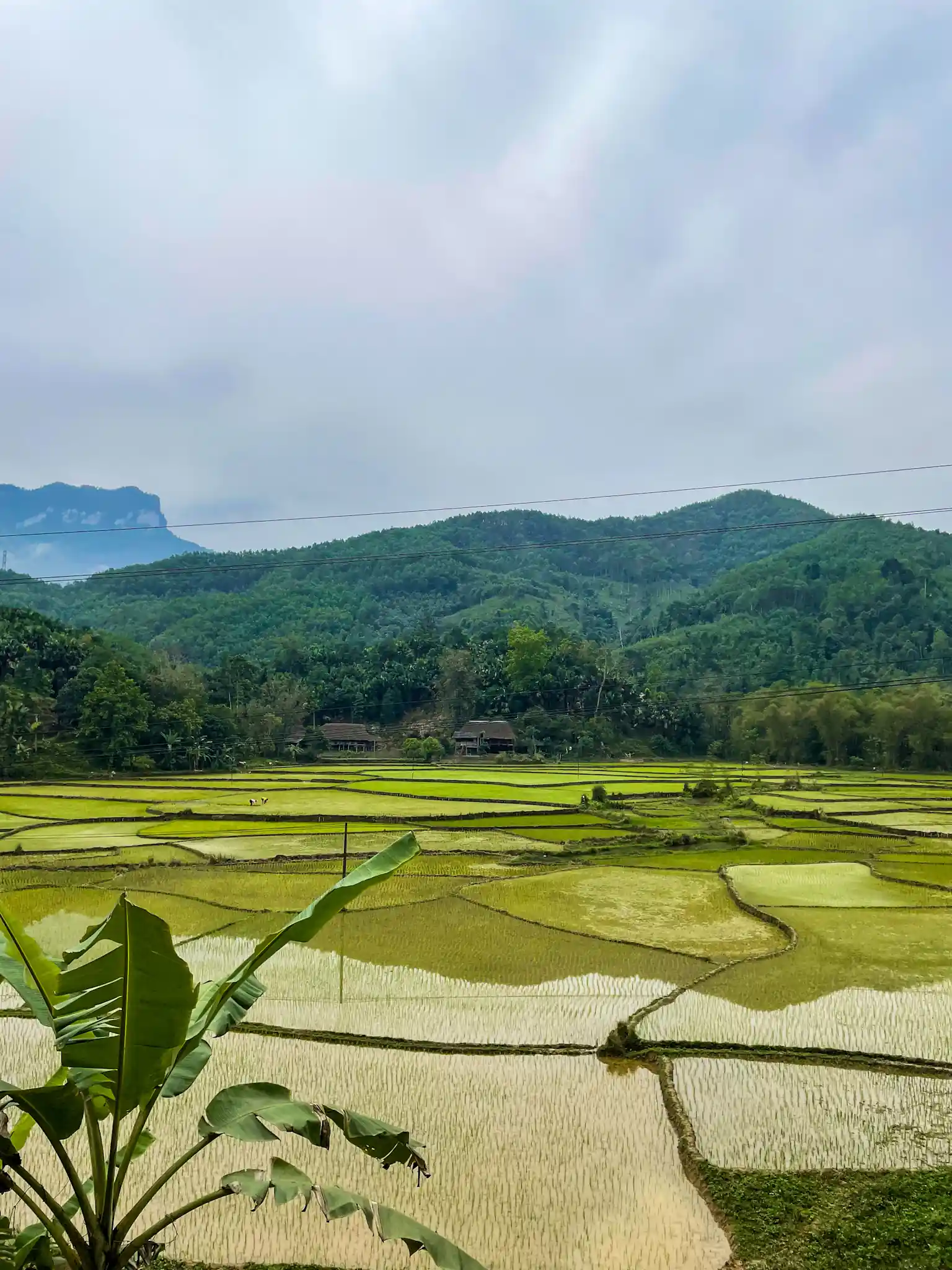 Paddy field 