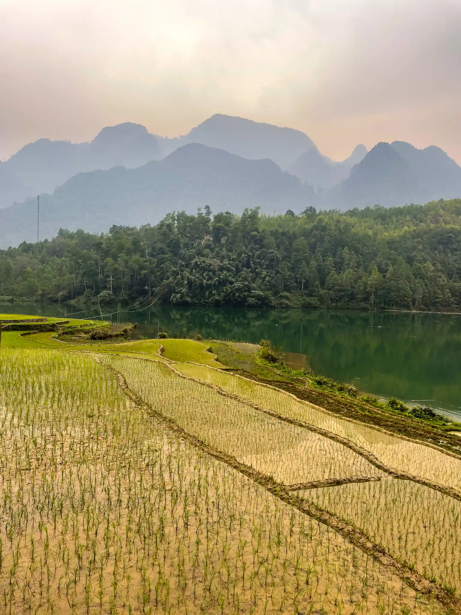 Paddy field