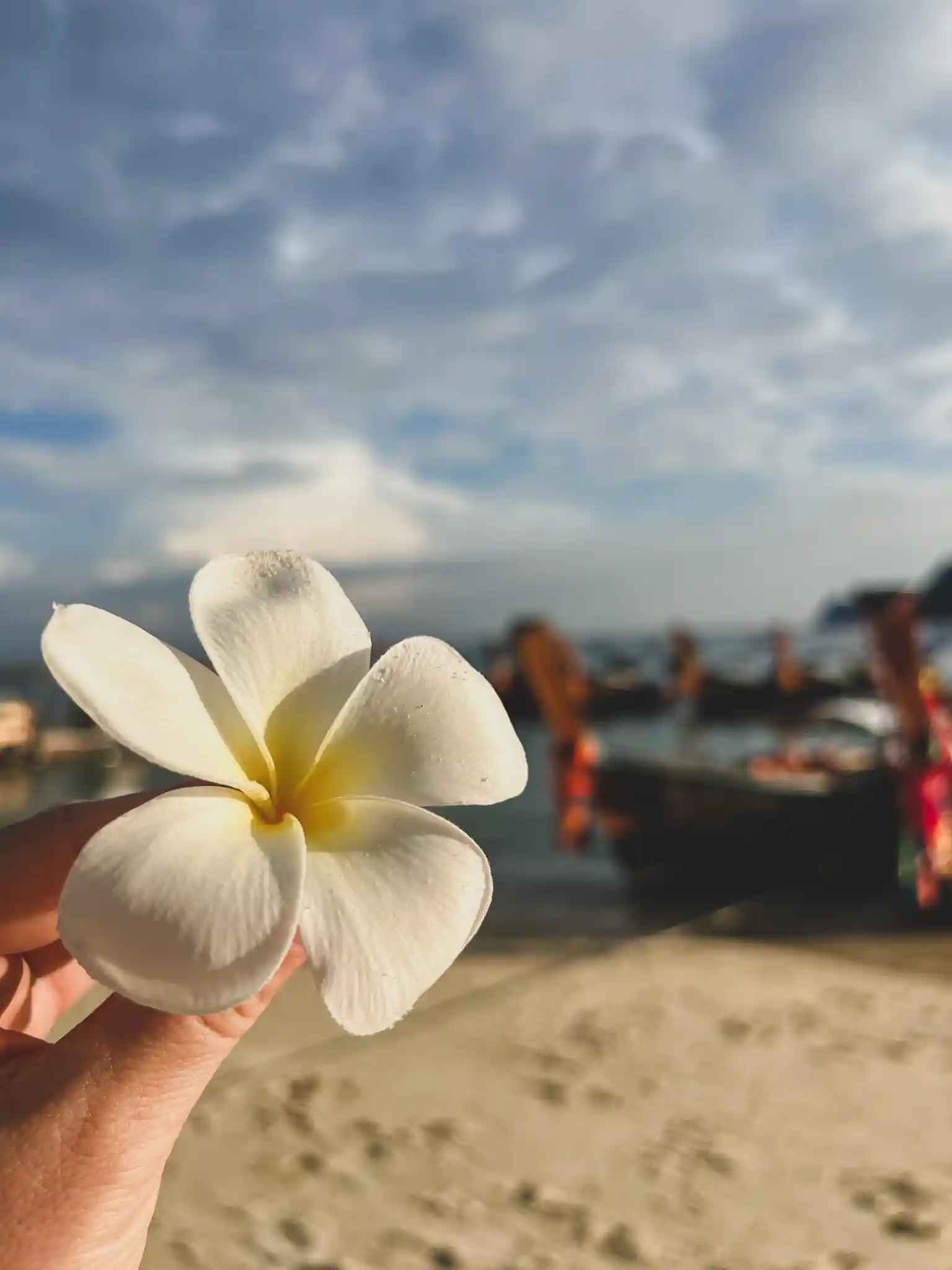 frangipani flower