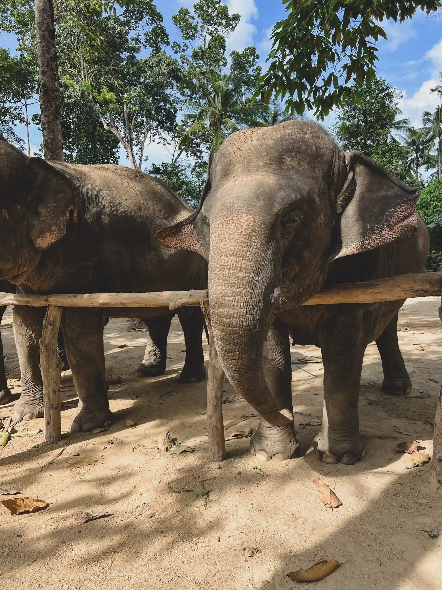 Thailand elephant sanctuary